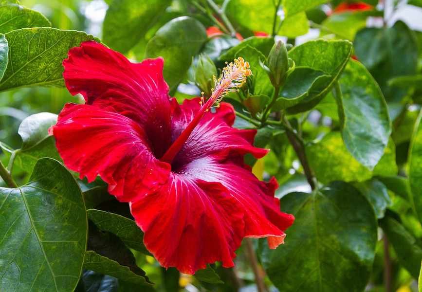 red hibiscus flower