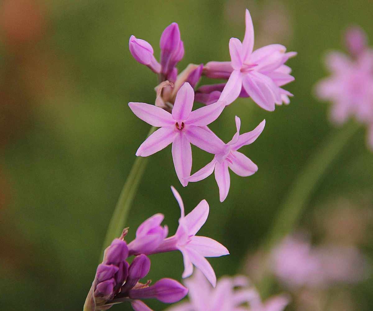 Pink agapanthus