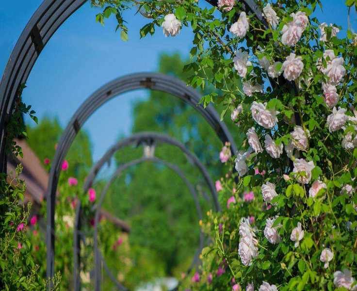 Transform Your Raised Garden Beds with Stunning Arches Quickly