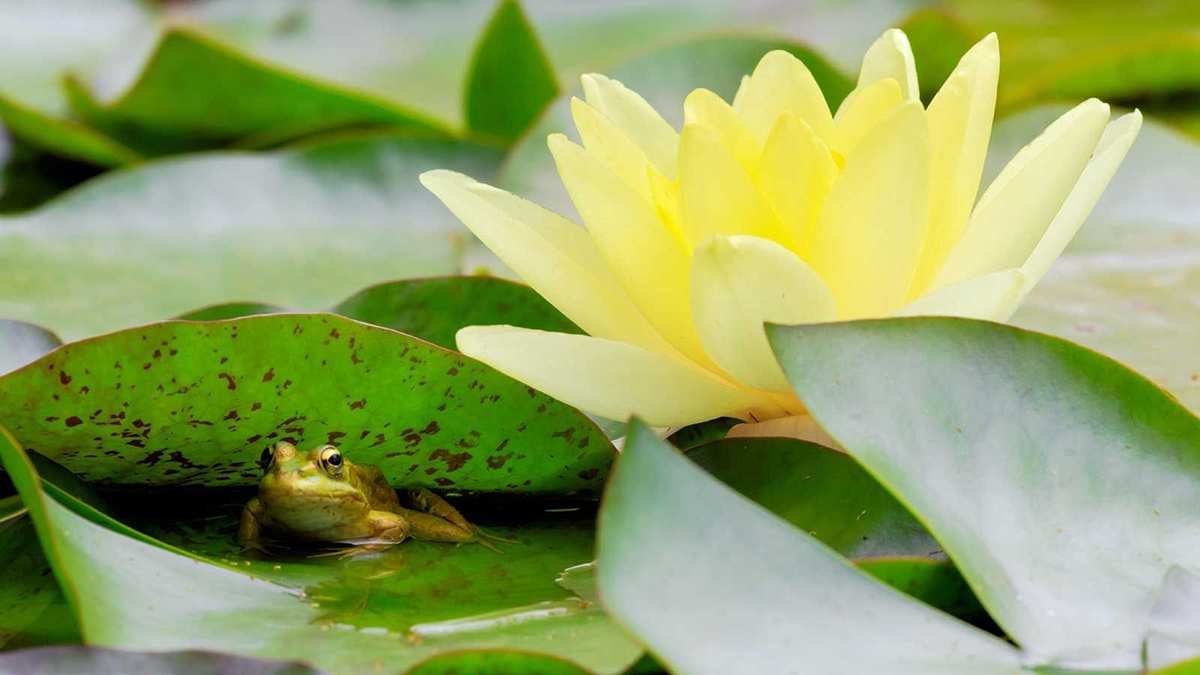 Creating a Wildlife Pond: Essential Tips for Your Backyard Haven
