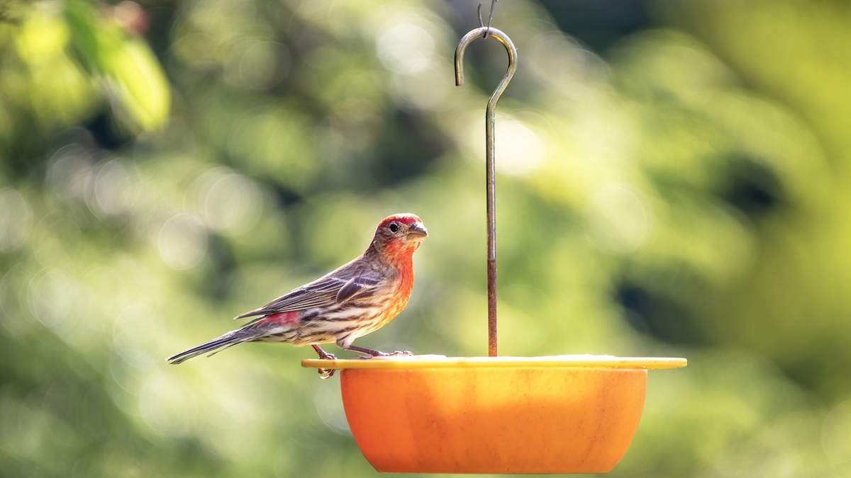 Should You Remove Bird Feeders During the Avian Flu Outbreak?