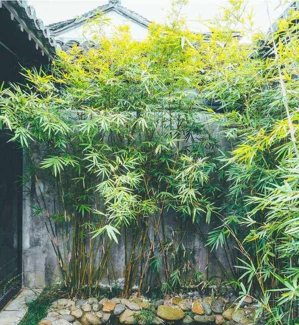 Bamboo for screening