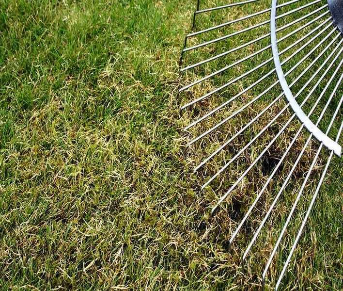 Lawn Rakes: The Secret to Lush, Green Grass This Summer