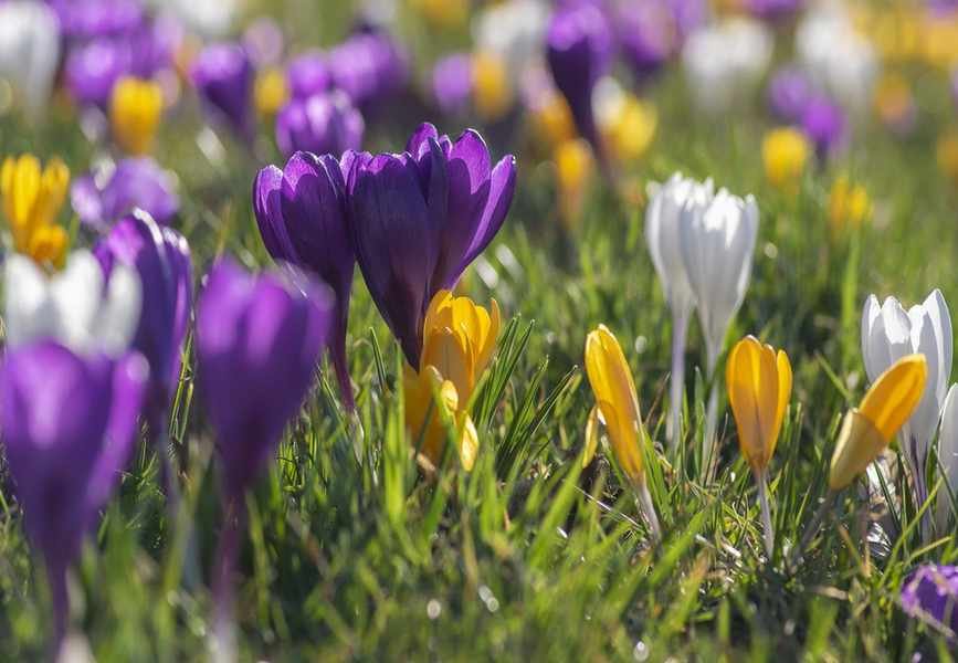 Best Bulbs for Naturalizing in Lawns: 11 Easy Blooms for Colorful Gardens