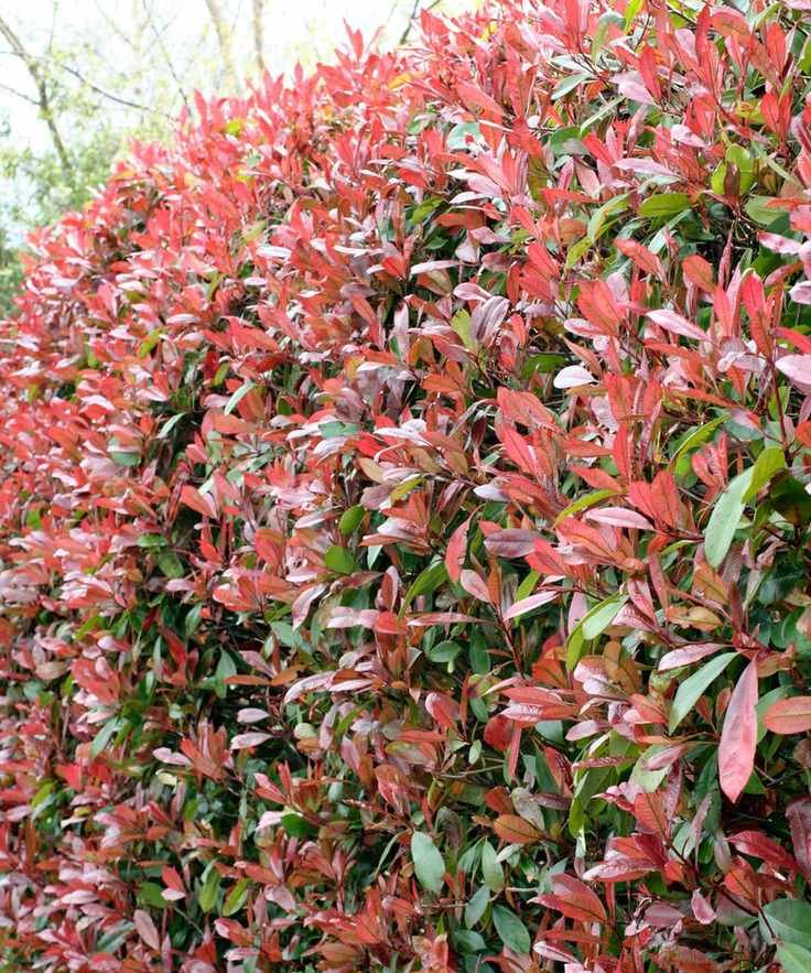Photinia hedge plant with red leaves