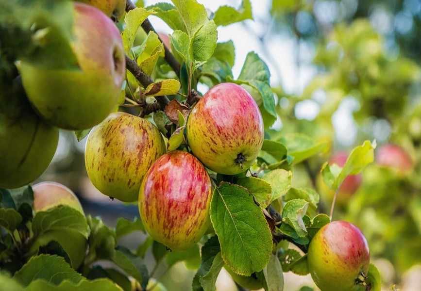 Growing an Apple Tree: Tips for a Bountiful Harvest at Home