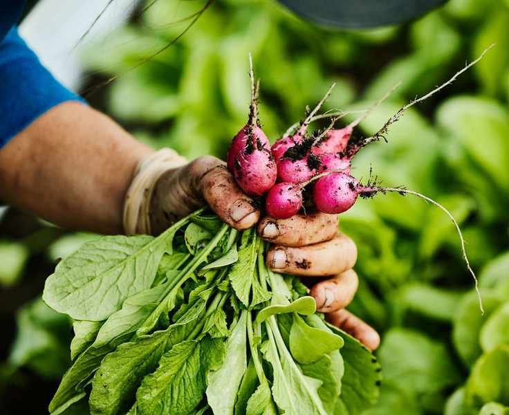 When to Harvest Radishes – Tips for Picking This Easy Root Vegetable