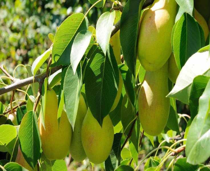 Ideal Timing for Planting Fruit Trees in Your Garden