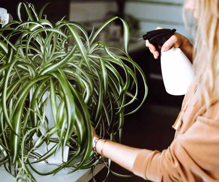 misting spider plant
