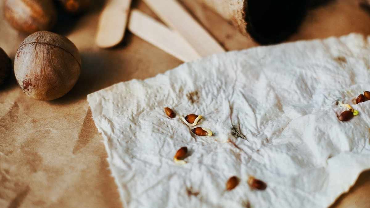 Quick and Simple Methods to Test Seed Viability for Your Garden