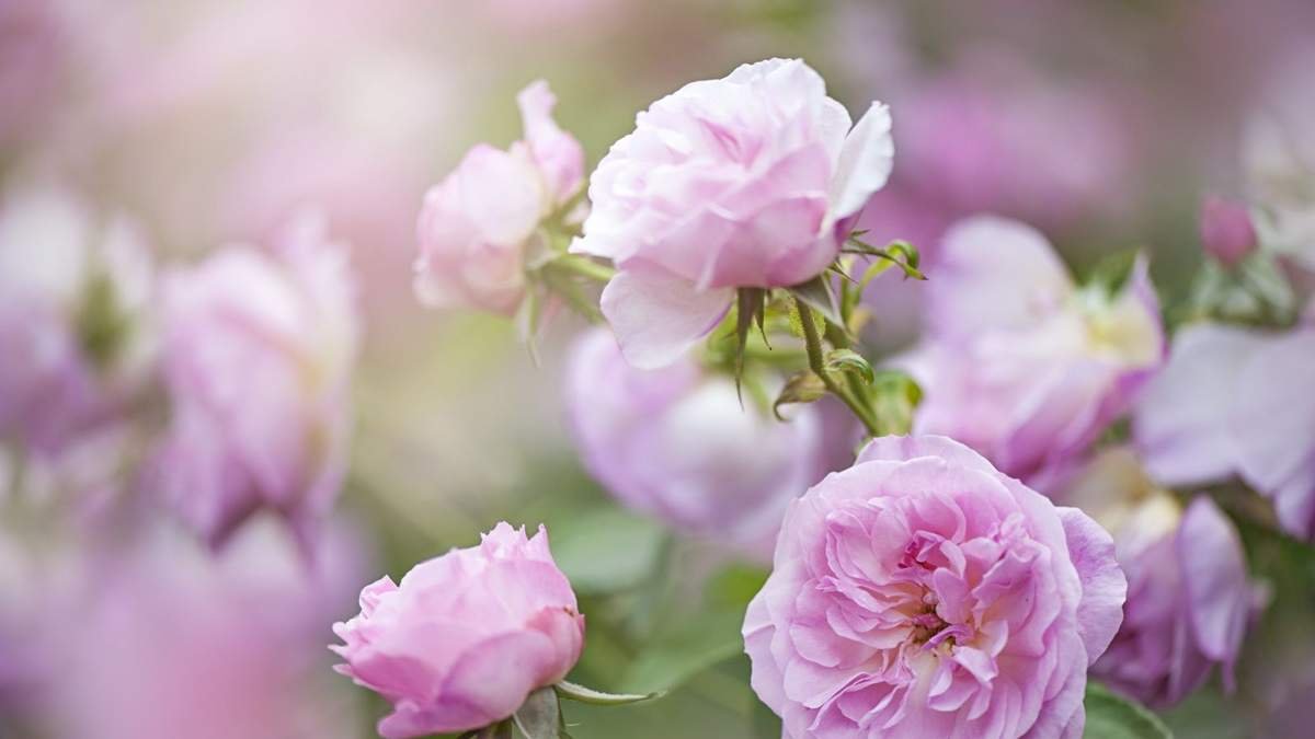 Planting Bare-Root Roses: Tips for a Blooming Backyard This Summer