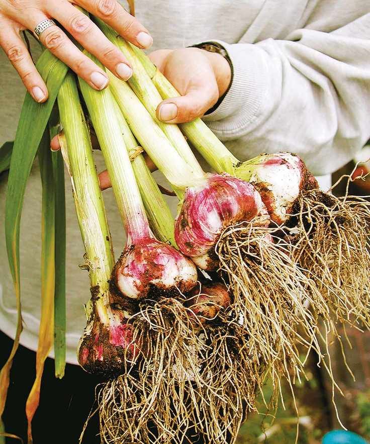 A gardener holding harvested garlic bulbs