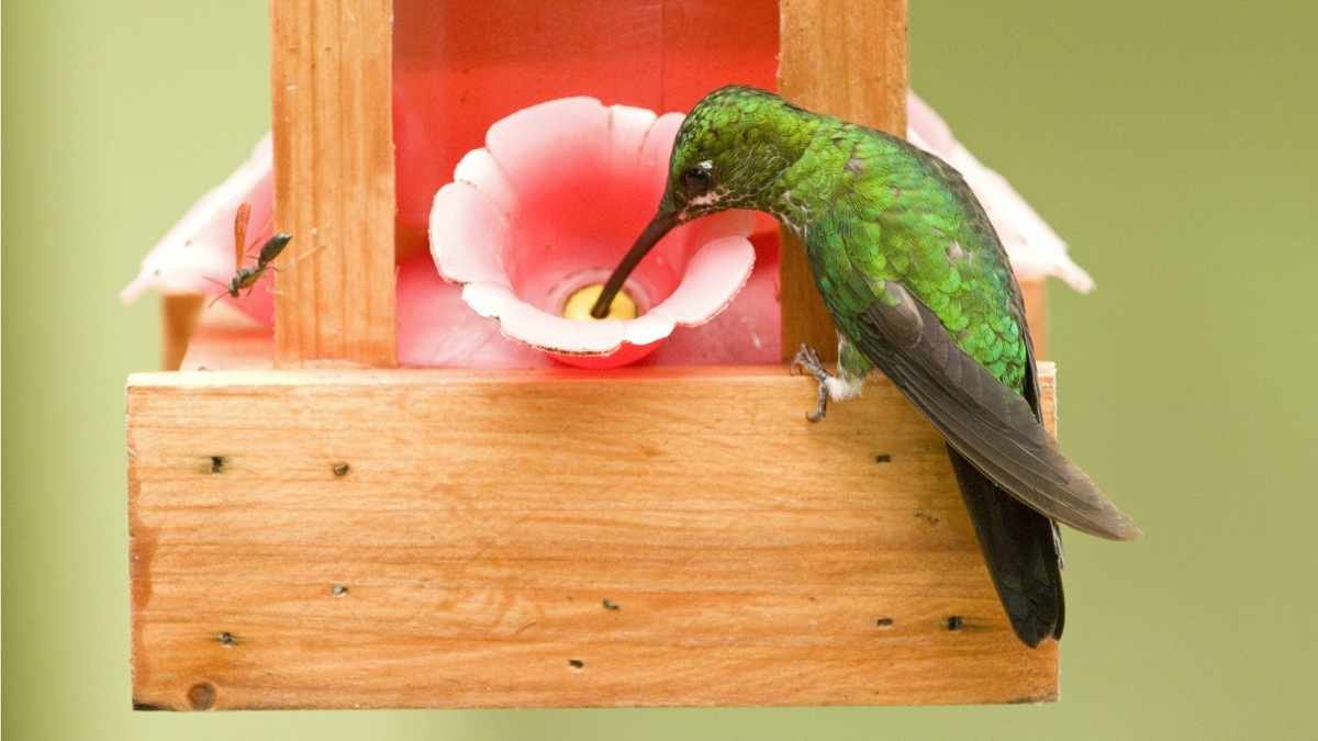 Tips to Prevent Other Birds from Using Your Hummingbird Feeder