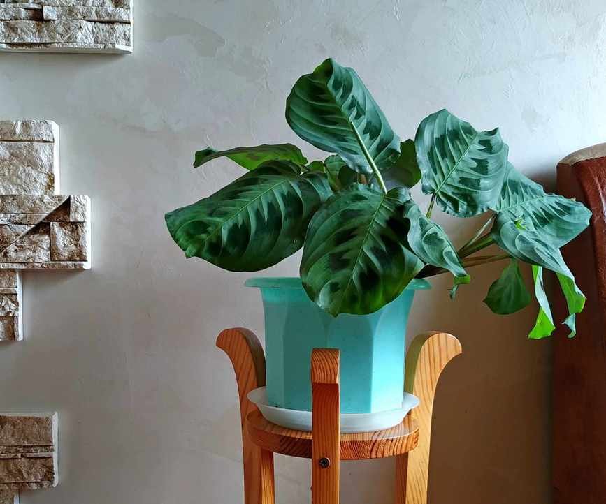 Wooden plant stand