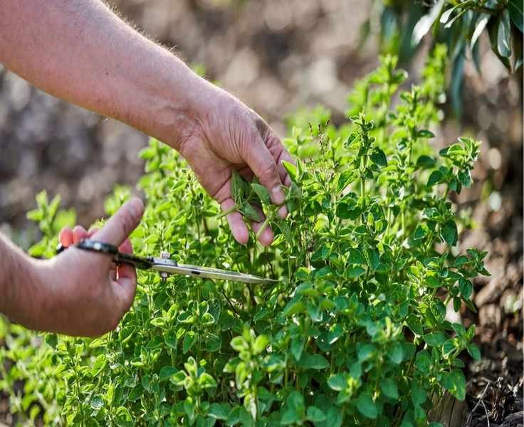 Growing Oregano: Tips for a Flavorful Herb Garden