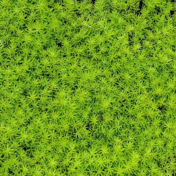 Oxygenating pond plants