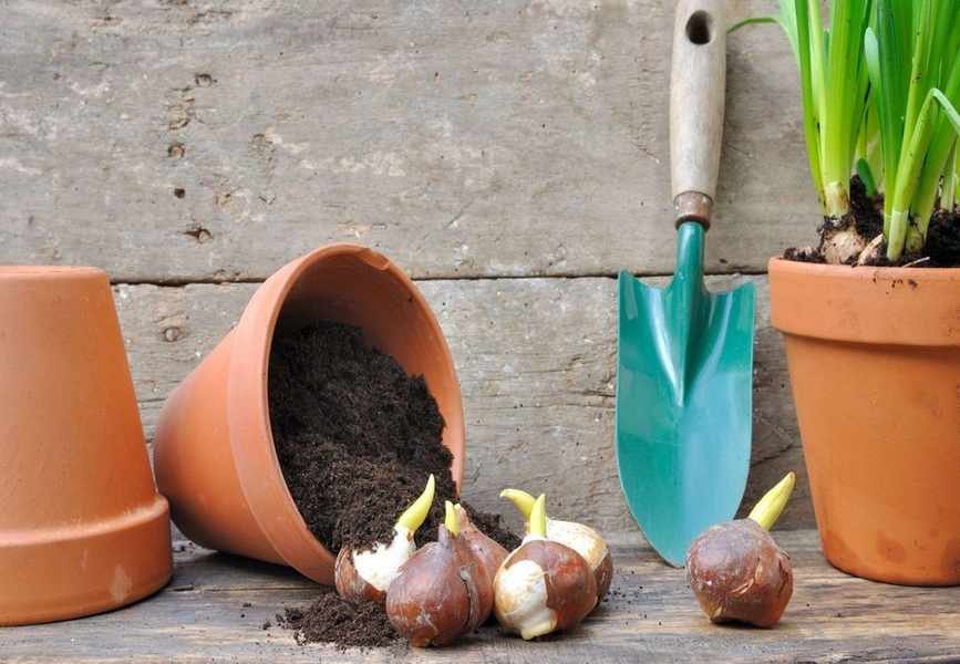 Planting Bulbs in Pots for Colorful Displays All Year Round