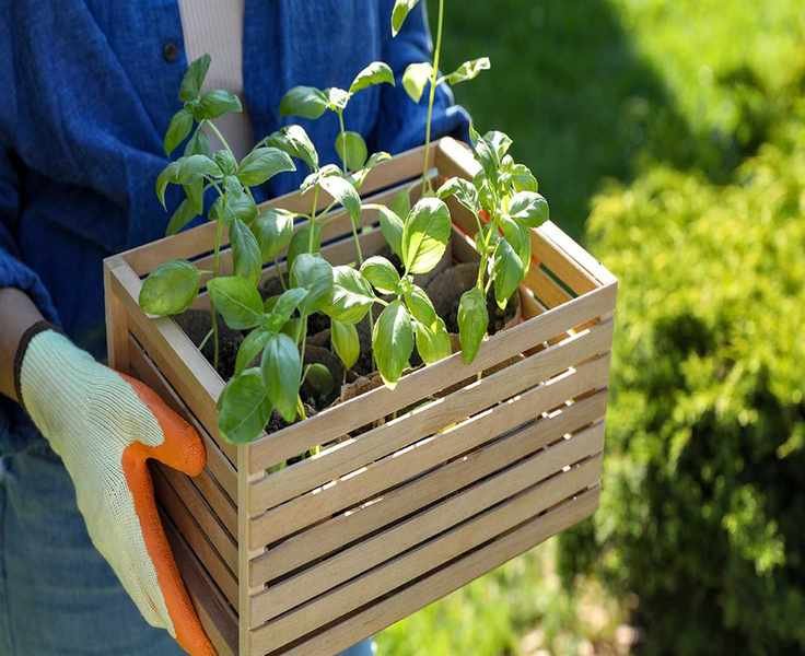 Understanding the Importance of Hardening Off Your Plants