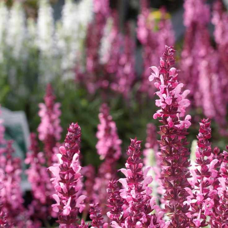 Salvia nemorosa 'Sensation Rose'