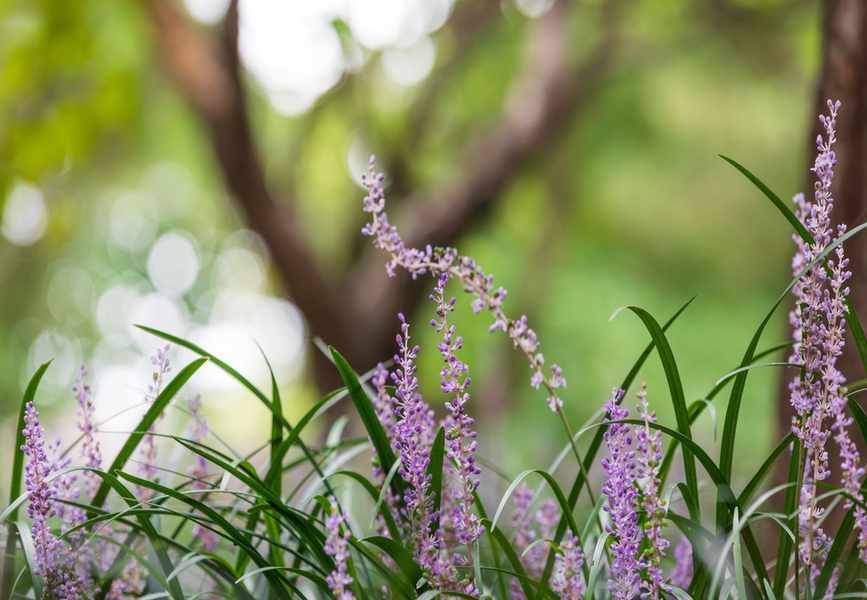 Growing Monkey Grass: Your Guide to the Perfect Shade Perennial