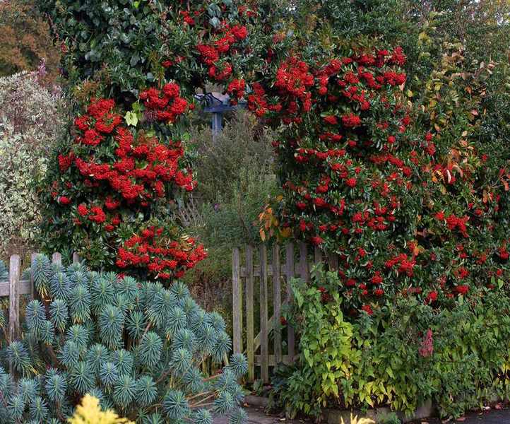 Top Evergreen Trees for Gardens: 10 Fantastic Selections