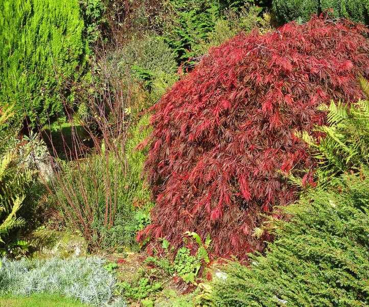 Red Dissected – Dissectum Atropurpureum – Japanese maple tree