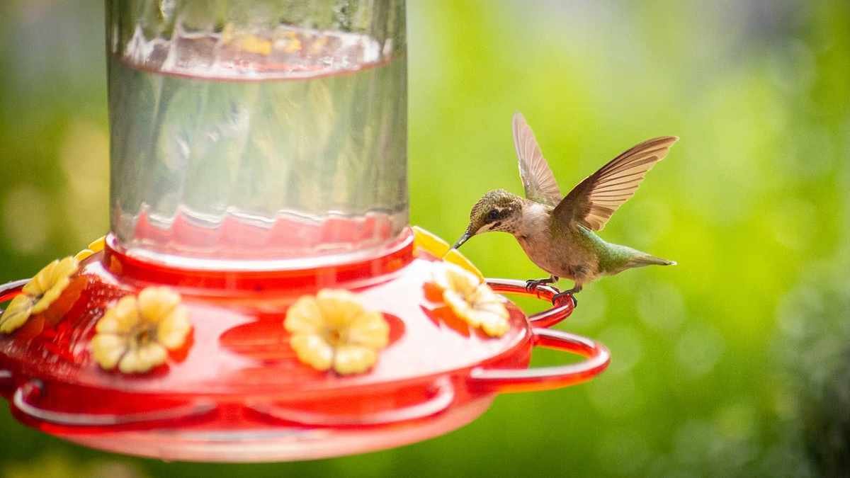 Creating Hummingbird Food in 3 Simple Steps for Your Garden