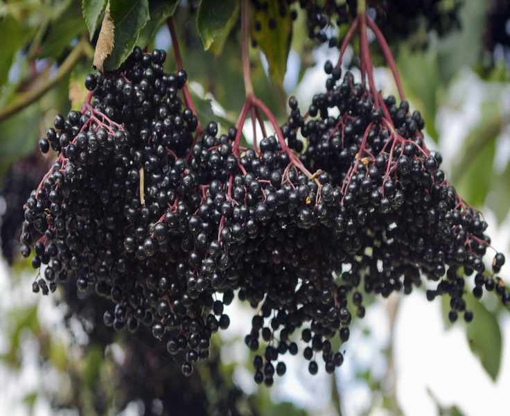 Pruning Elderberry Shrubs for Lush Growth and Abundant Berries