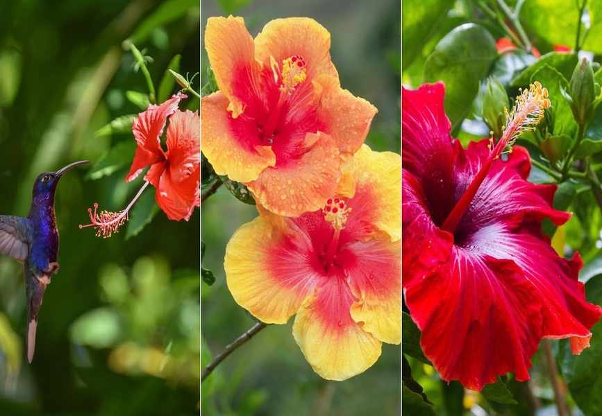 Tips for Successfully Winterizing Your Hibiscus Plants