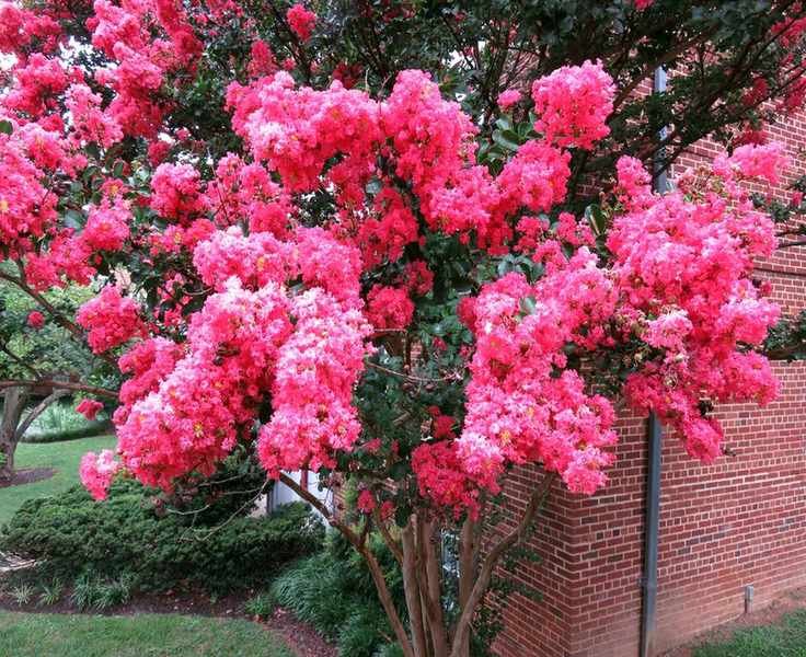 Crape myrtle &amp;lsquo;Tuscarora&amp;rsquo; (Lagerstroemia indica)