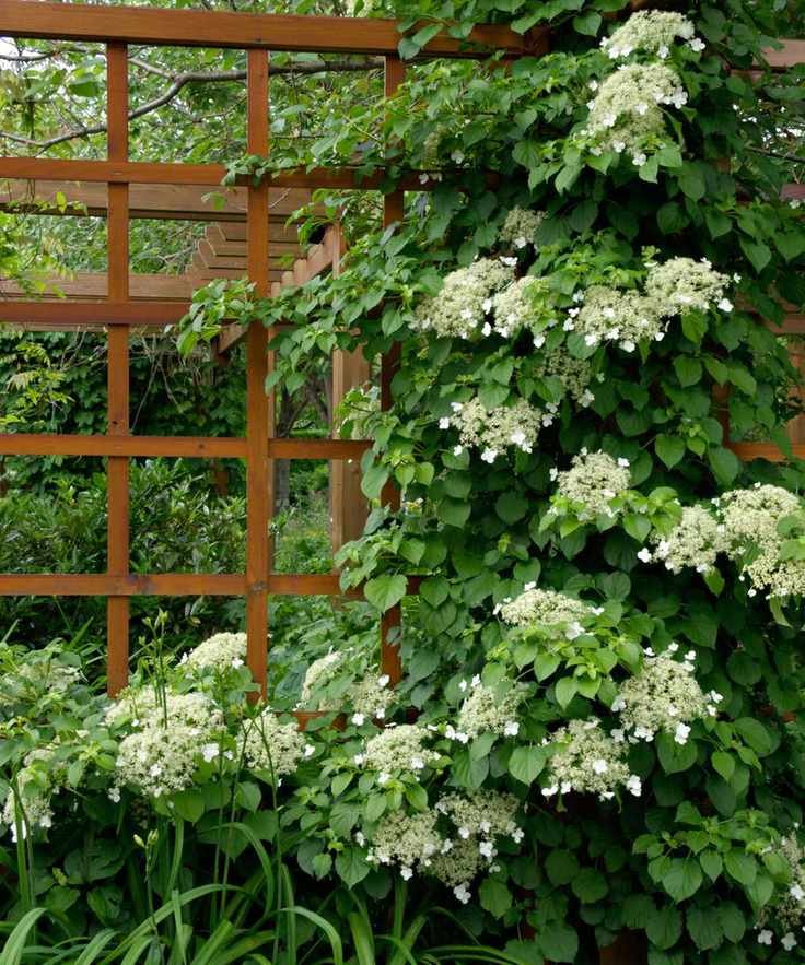 climbing hydrangea on trellis