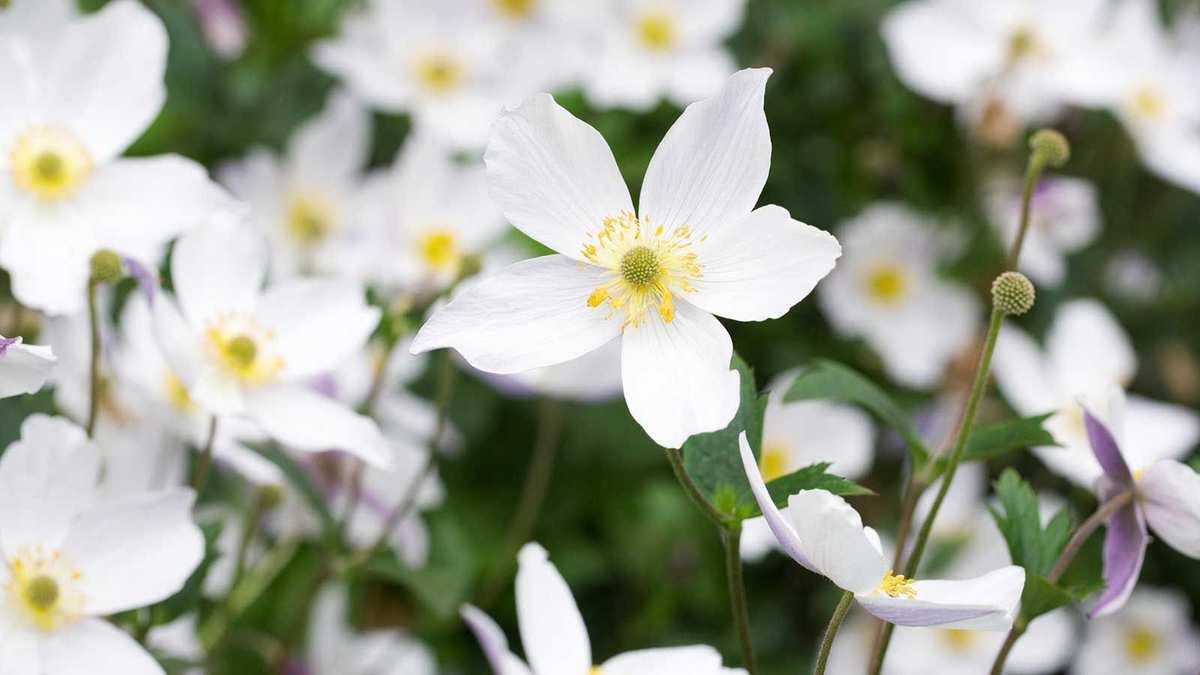 Top Plants for a Nordic-Inspired Backyard: 7 Stunning Selections