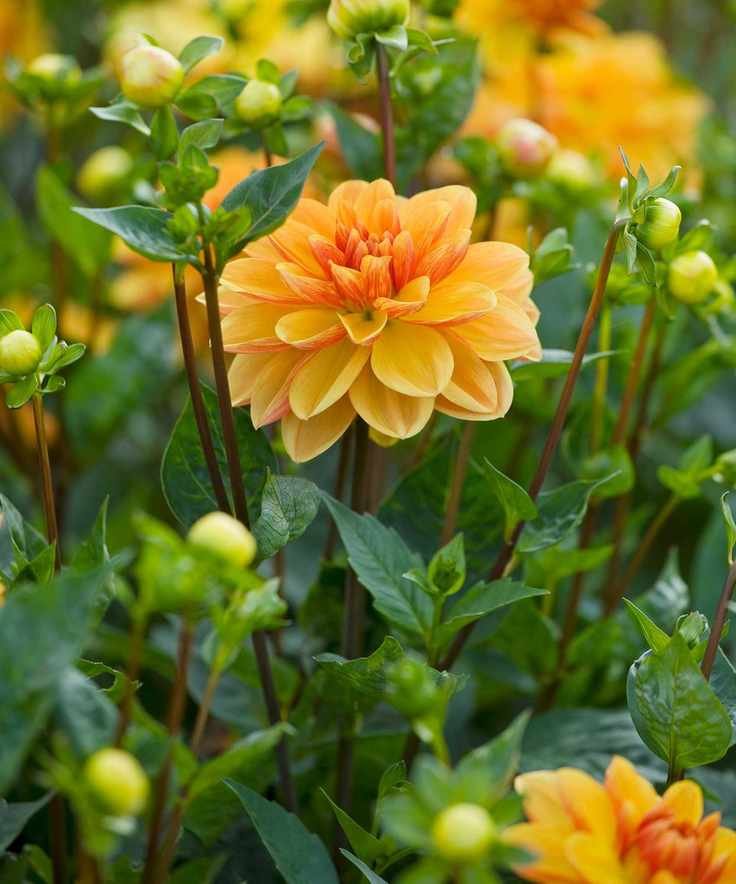 yellow dahlias