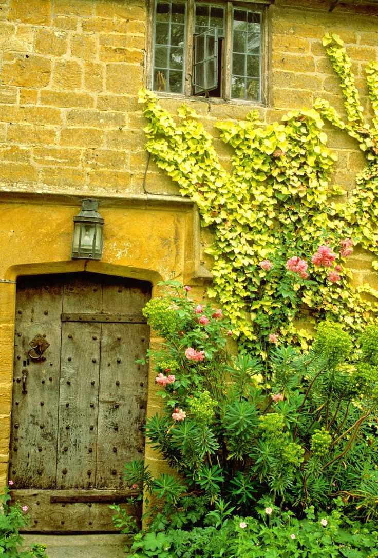 Ivy as best evergreen climber