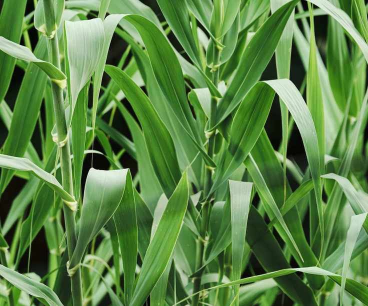 Giant reed grass, with green foliage in summer