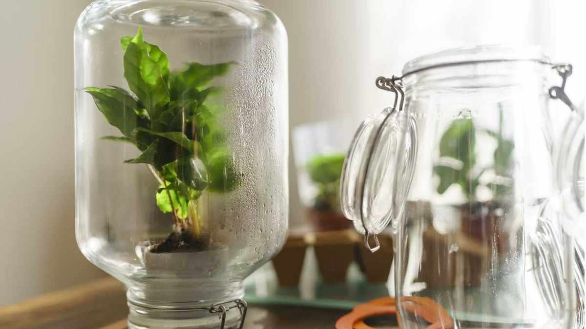 Creative Indoor Greenhouse Ideas: 5 DIY Projects for Home Plant Lovers