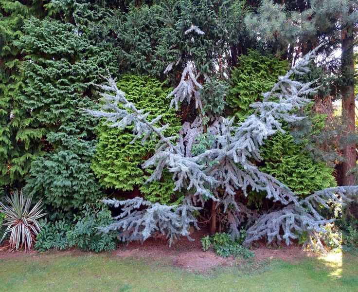 Top Privacy Hedges: 10 Plants for a Cozy Outdoor Screen