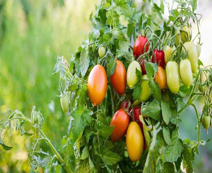 Top Soil Mixes for Container Vegetables – Ensure Healthy Plants and Bountiful Yields