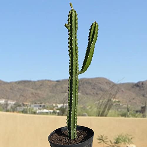 Cactus Outlet - Cactus Plants Live, Euphorbia Royaleana Live Cactus 18&amp;rdquo;-24" - Rare Large Live Cactus - Landscape Ready Large Cactus Plant Live Delivered Right to Your Door