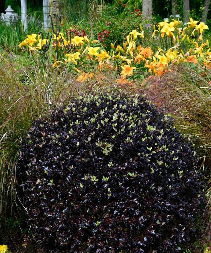 purple foliage of pittosporum tenuifolium 'Tom Thumb'
