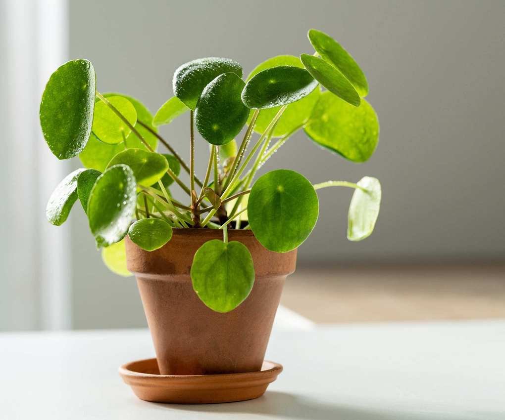 Pilea peperomioides in terracotta pot