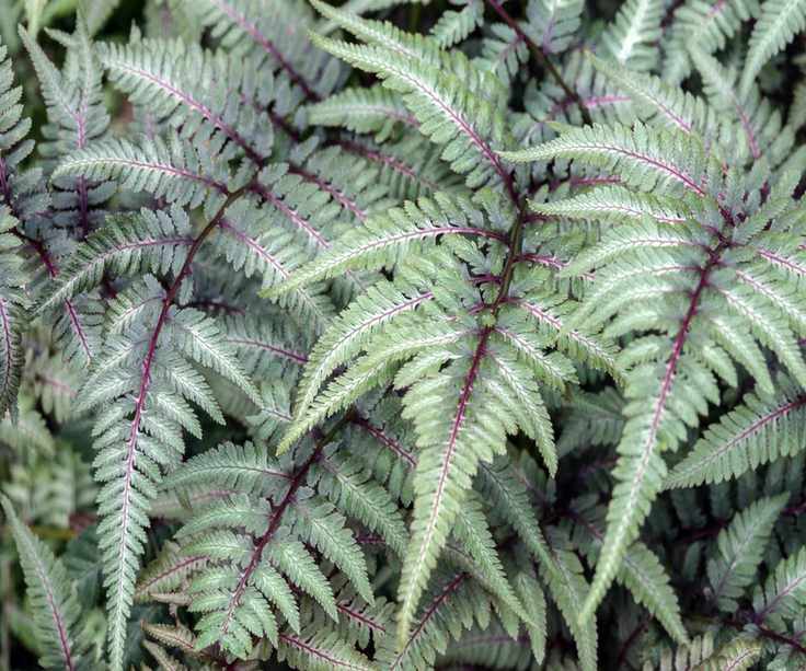 Japanese Painted fern