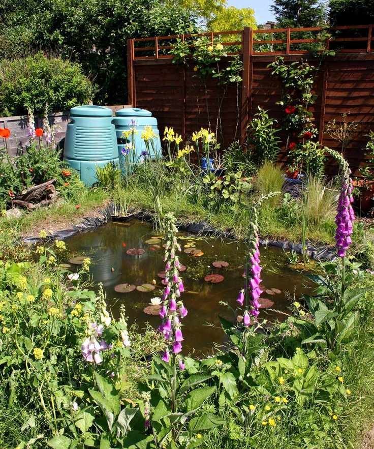 wildlife pond in backyard with purple flowers