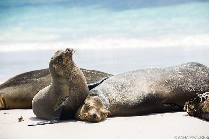 Explore the Galapagos: A Captivating Photo Journey