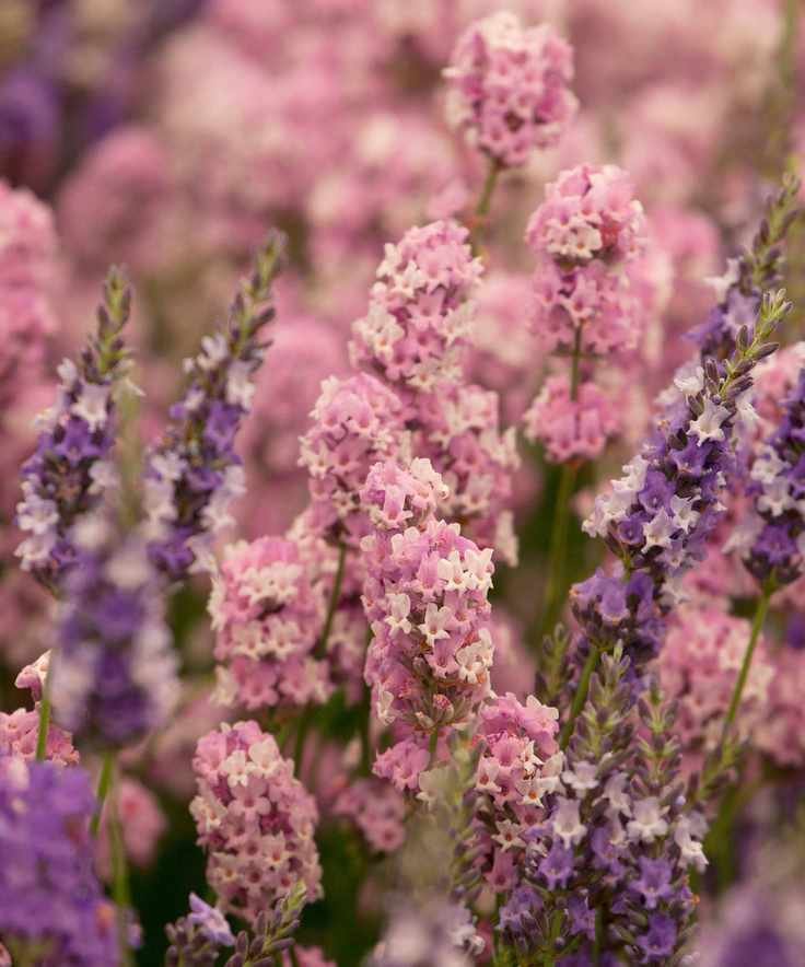 pink lavender miss Katherine