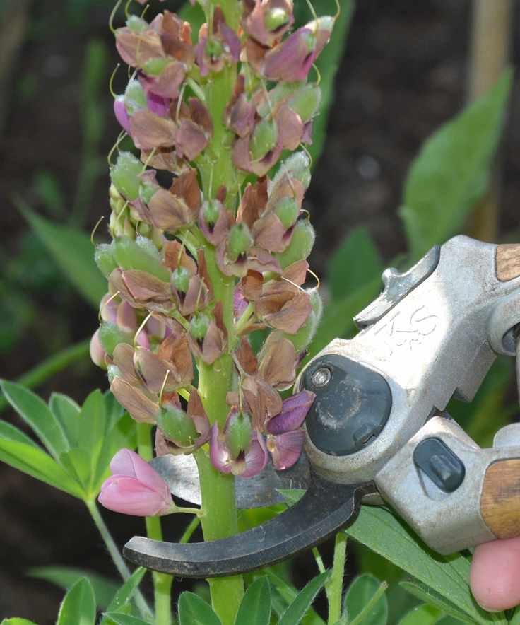 Cutting back a lupine after flowering to encourage a second bloom