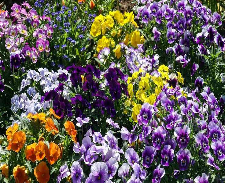 Deadheading Pansies for Vibrant Container Gardens