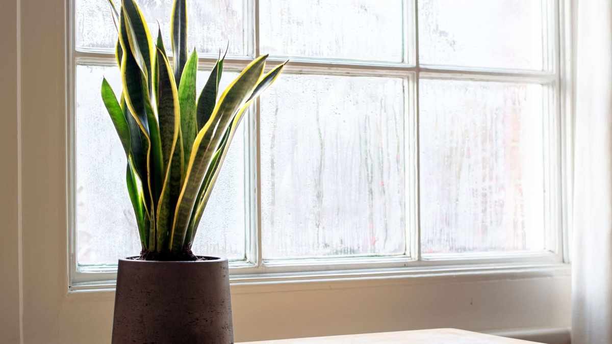 Reasons Your Snake Plant Is Turning Yellow and How to Revive It