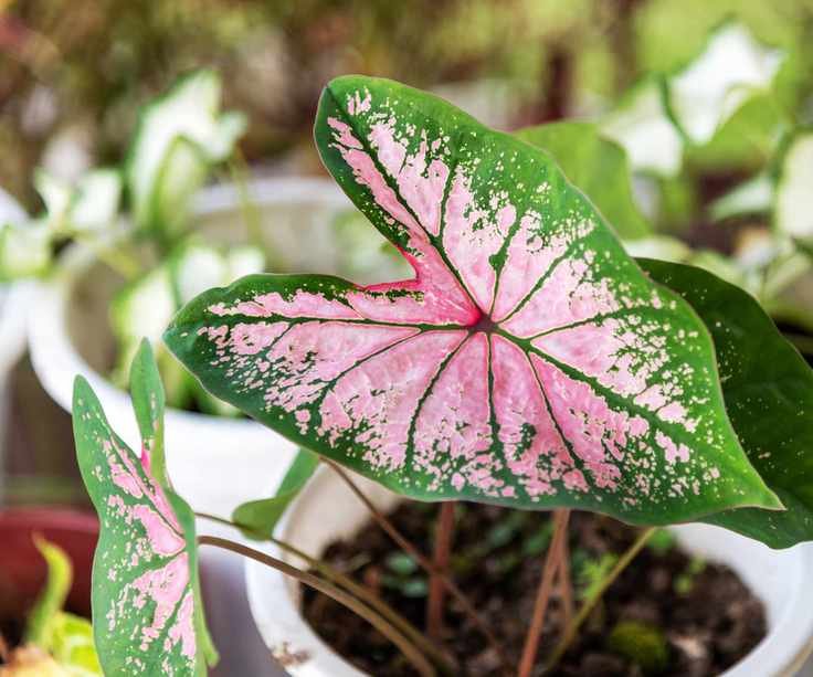 Caladium Pink Splash in white pot