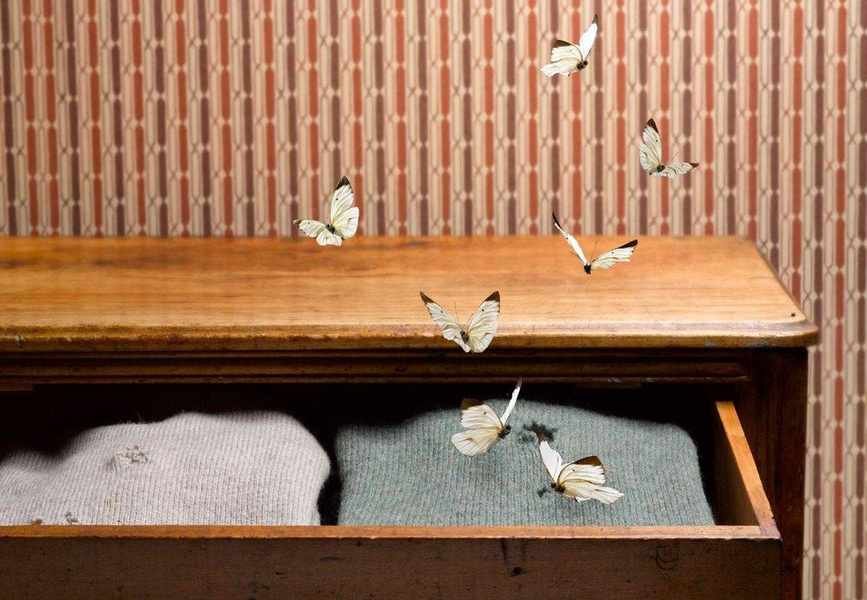 7 Signs of Moths in Your Home and Tips to Prevent Damage